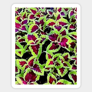 coleus leaves pattern Magnet